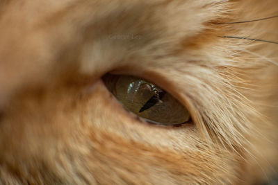 Close-up portrait of a cat
