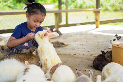 Girl feeding rabbits in pen