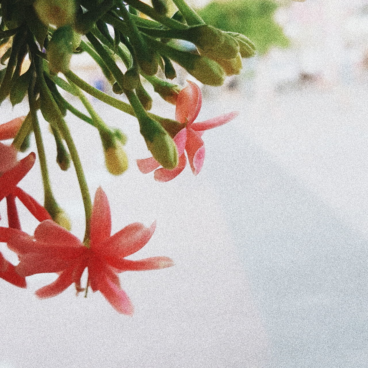 leaf, growth, plant, nature, no people, flower, close-up, day, beauty in nature, fragility, outdoors, freshness, flower head