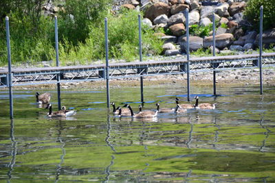 View of swans swimming in lake