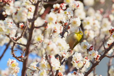 View of cherry blossom