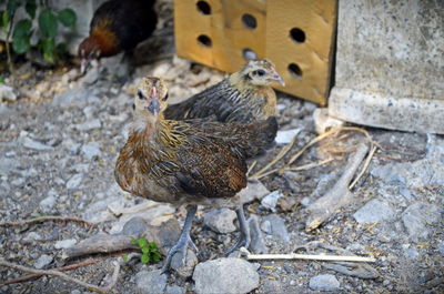 High angle view of a bird