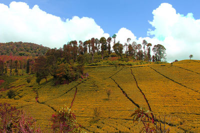 Plants growing on landscape against sky