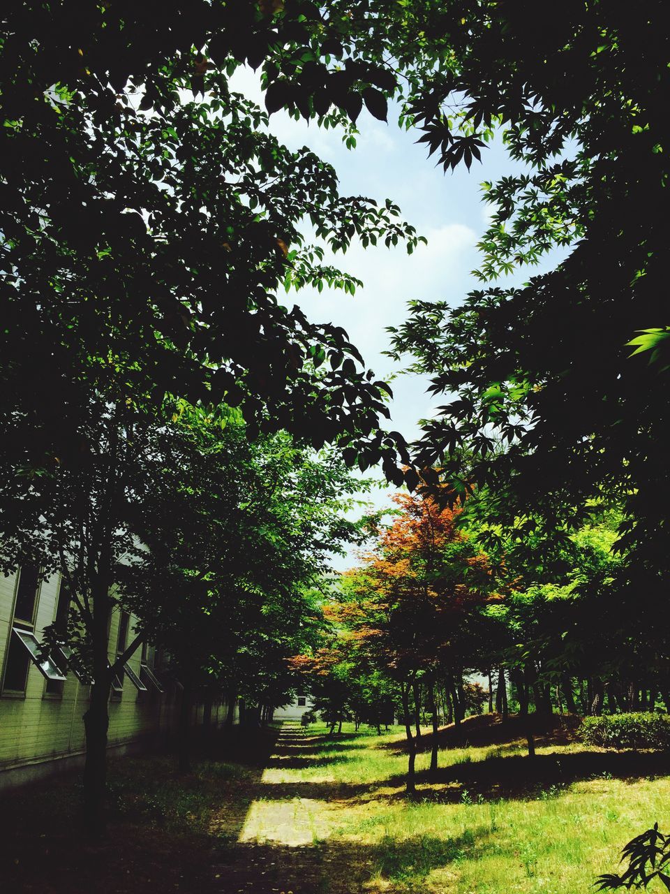 tree, growth, tranquility, green color, grass, branch, tranquil scene, nature, beauty in nature, tree trunk, park - man made space, scenics, sunlight, field, landscape, shadow, grassy, lush foliage, day, outdoors