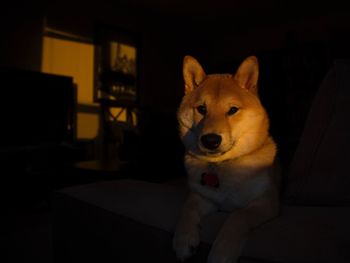 Close-up portrait of dog