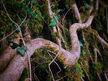 Close-up of tree trunk in forest