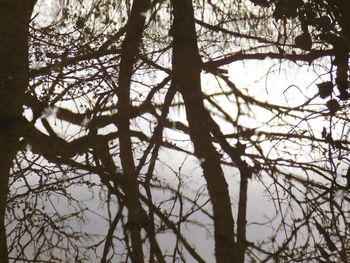 Low angle view of bare trees