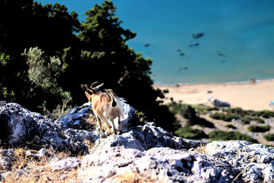 Goat climbing the mountains in greece