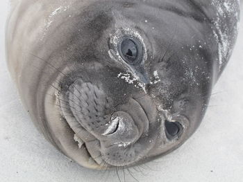 Close-up of sea lion pup