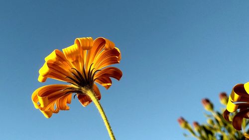 Low angle view of day lily against clear blue sky