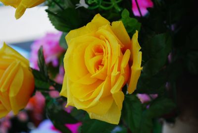 Close-up of yellow rose bouquet