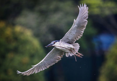 Close-up of a bird flying