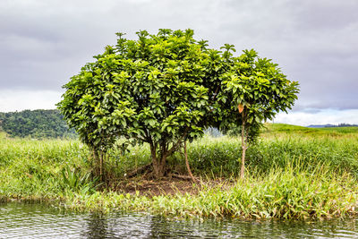 Tree on field against sky