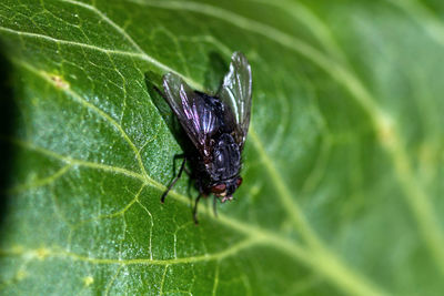 Close-up of insect on leaf
