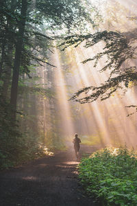 Man walking on road amidst trees in forest