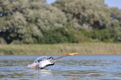 View of crab on a lake