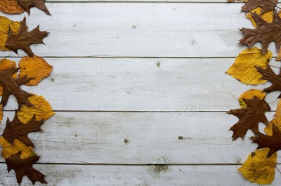 Directly above shot of maple leaves on wooden table