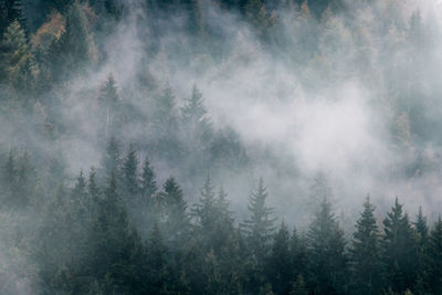 Pine trees in forest against sky