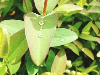 Close-up of water drops on leaves