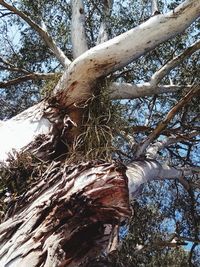 Low angle view of tree trunk during winter