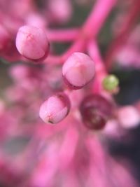 Close-up of pink flowers