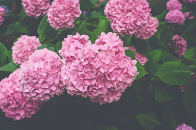Close-up of pink flowering plants