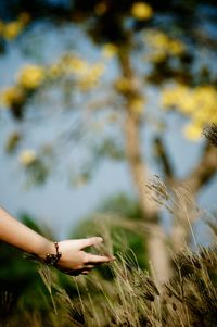 Cropped hand of woman touching stalks growing on field