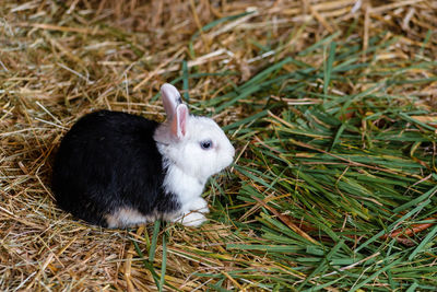 High angle view of rabbit on grass
