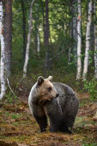 Bear at forest