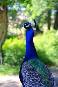 Close-up of peacock