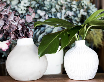 Close-up of potted plant on white table