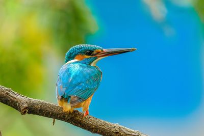 Close-up of a bird perching on a tree