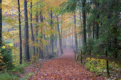 Footpath amidst trees in forest during autumn