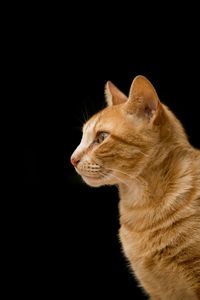Close-up of cat