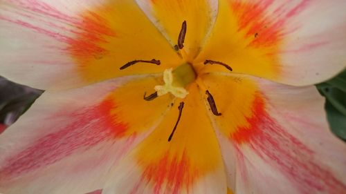 Full frame shot of yellow flower pollen