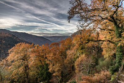 Scenic view of tree mountains against sky during autumn