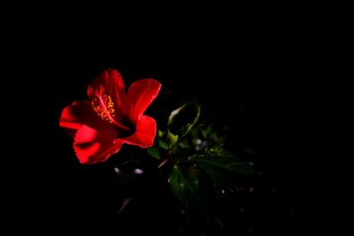 Close-up of red rose against black background