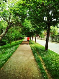 Road passing through forest