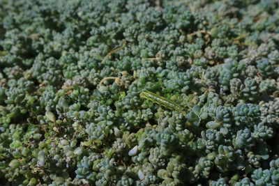 Full frame shot of plants