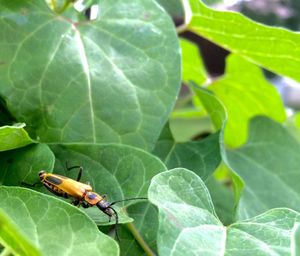 Close-up of insect on leaf