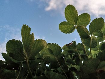 Low angle view of leaves strawberry against sky on sunny day