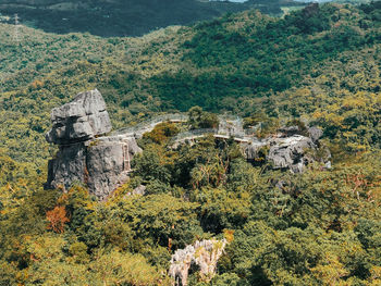 Plants growing on land against mountain