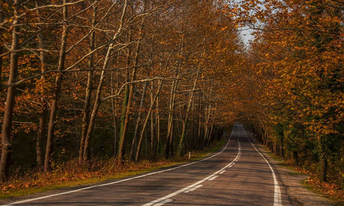 Road amidst trees in forest during autumn