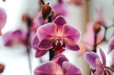 Close-up of pink orchids