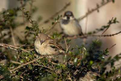 Bird perching on a plant
