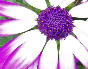 Close-up of purple flower blooming in park