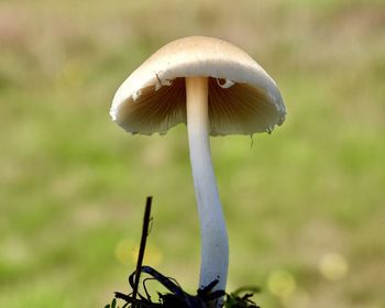 Close-up of mushroom growing on field