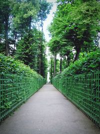 Walkway amidst trees against sky