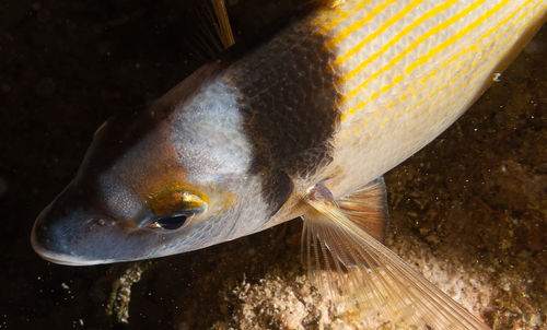 Close-up of fish swimming in sea