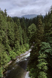 Scenic view of stream amidst trees in forest against sky